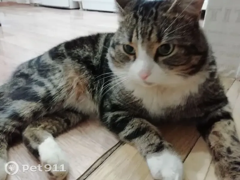 Пропала кошка, ул. Кирова, 8, Новомосковск - photo