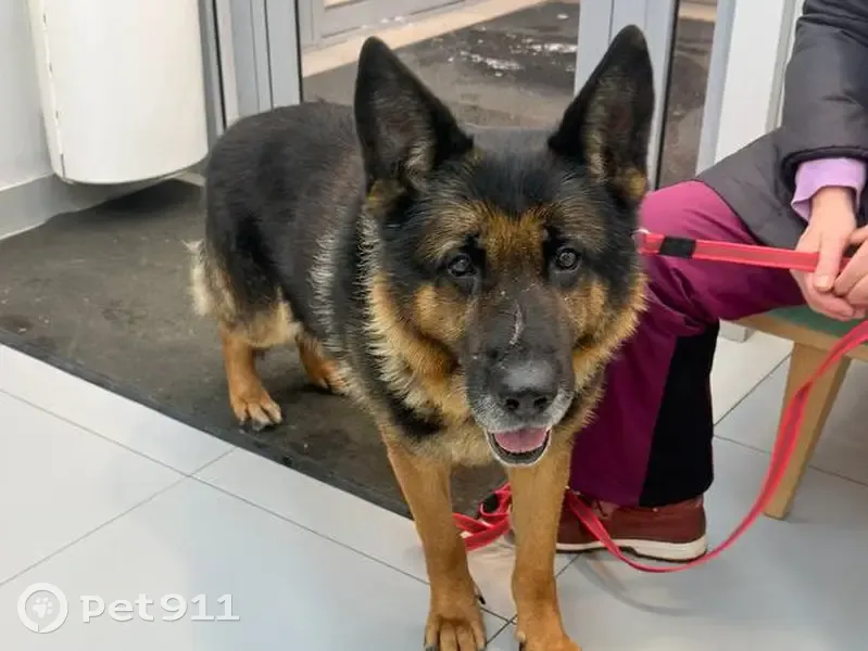 Найдена собака, Одинцово, Можайское ш. 157 - photo