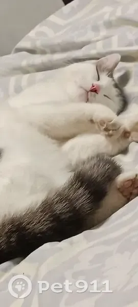 Пропала кошка, ул. 10 лет Октября, 54, Буй - photo