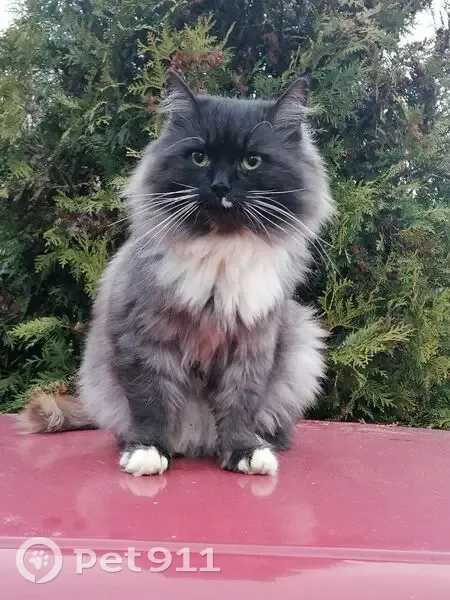 Пропала кошка, ул. Новая, Загорново - photo