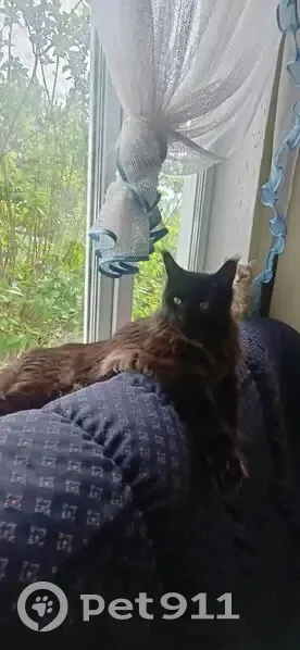 Пропала кошка, ул. Станционная, д. 15 - photo