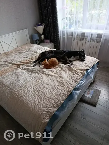 Пропала собака, ул. Лизы Чайкиной, 51 - photo