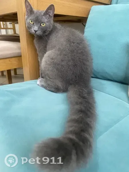 Пропала кошка, пр. Чекистов 23, Краснодар - photo