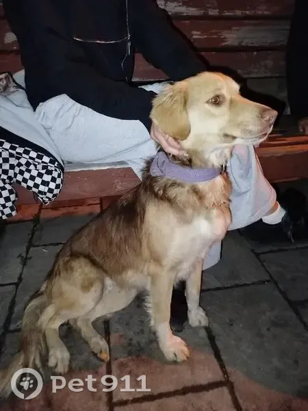 Пропала собака, Школьная ул., 1/1, Козет - photo