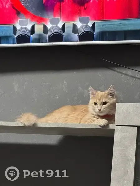 Пропала кошка, Октябрьская 85, Будённовск - photo