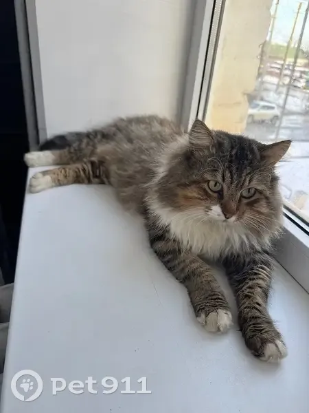 Пропала кошка, Октябрьская 85, Будённовск - photo