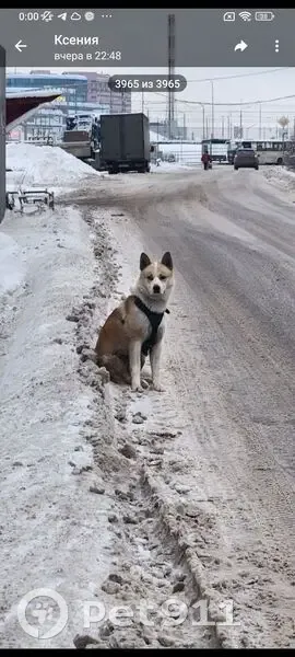 Собака найдена, Трёхгорка, 46К-1530 - photo
