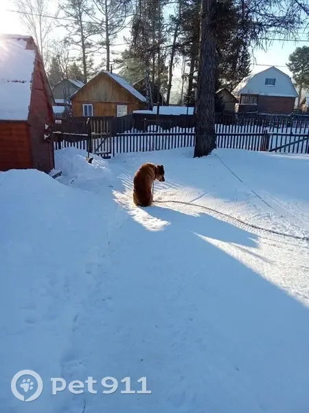Пропала собака, Красноярск, Алабай - photo