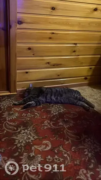 Пропал котик Кузя, ул. Молодёжная, 132 - photo