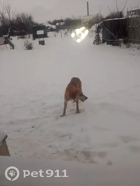 Гончак найден на Первомайской, 57, Уварово - photo