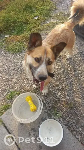 Пропала собака, ул. Чайковского 83, Чел. - photo