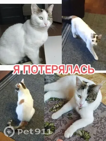 Пропала кошка в Шугарово, Михнево, Новоселки - photo