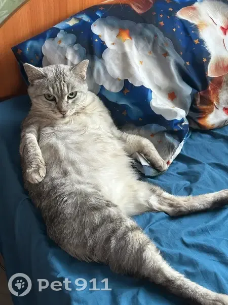 Пропала кошка на ул. Красноштанова, 6 - photo