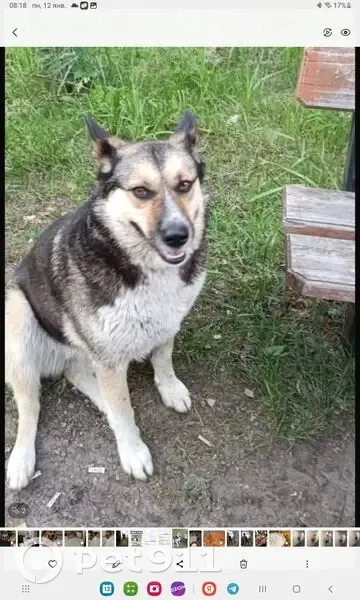 Пропала собака на ст. Воймежный, МО - photo