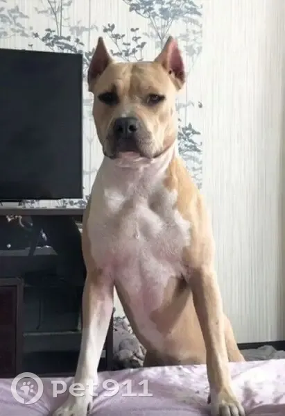 Пропала собака, ул. Мусы Джалиля, Нижневартовск - photo