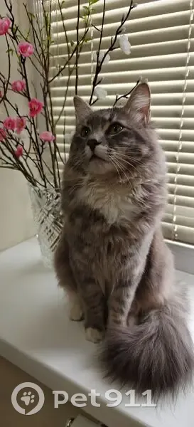 Пропала кошка, Коммунарка, Москва - photo