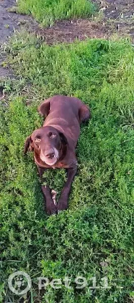 Пропала собака, Школьный пер., Бурла - photo