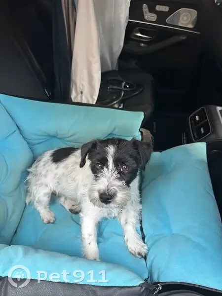 Пропала собака, ул. Суворова, Калуга - photo