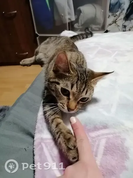 Пропала кошка, Выучейского 74, Архангельск - photo