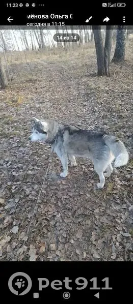 Пропала хаски, Новинская ул., Екатеринбург - photo