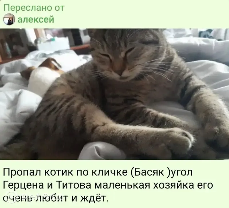Пропала кошка, ул. Герцена, 63, Майкоп - photo