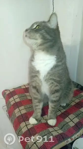 Пропала кошка, ул. Кирова 37, Сиверский - photo
