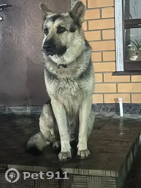 Пропала овчарка, Брянск, Фосфоритная ул. - photo