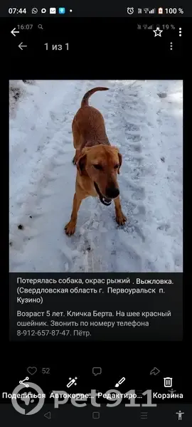 Пропала собака, Свердловская обл. - photo