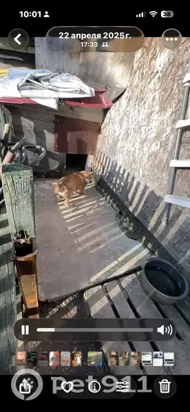 Пропала Сиба Ину, Сергиев Посад, Кирпичная 1А - photo