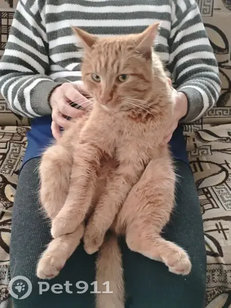 Пропала рыжая кошка, Комсомольский пер. - photo
