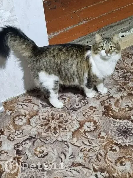 Пропала кошка, ул. Красный Октябрь, 10 - photo