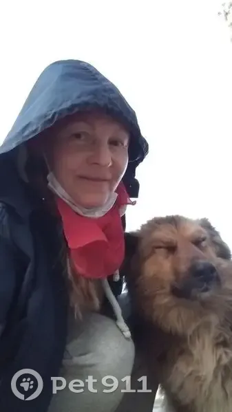 Пропала собака, Золино, 46Н-03845 - photo