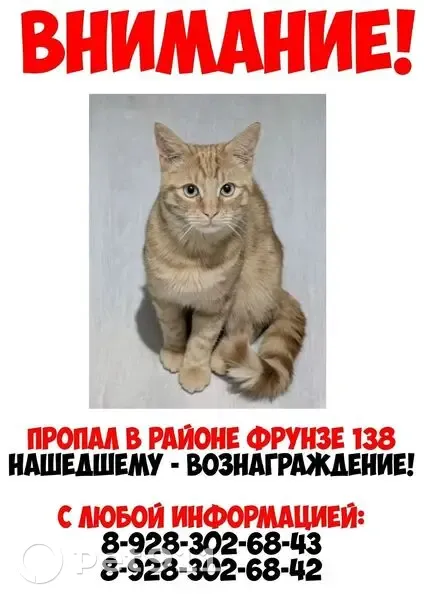 Пропала кошка, ул. Фрунзе, 17, Невинномысск - photo