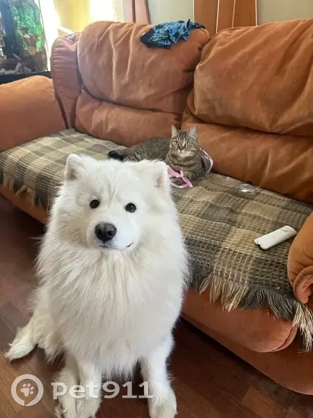 Пропала собака, Державинская ул., Тамбов - photo