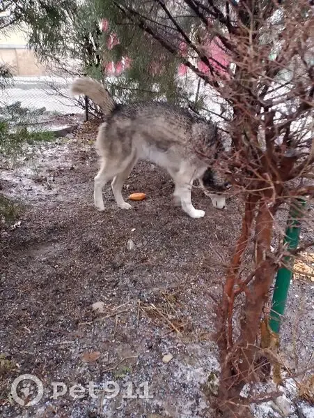 Собака найдена: ул. Дубинина, 57, Волгоград - photo