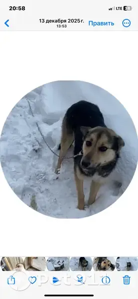 Пропала собака в Ялунихе, Алапаевск - photo