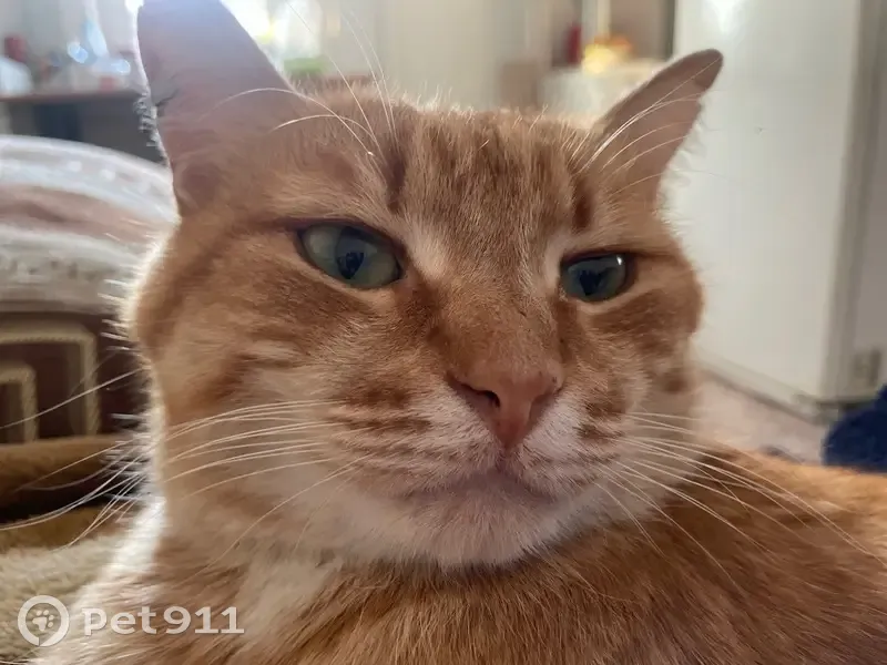 Пропала кошка, Комсомольская ул., Сарапул - photo