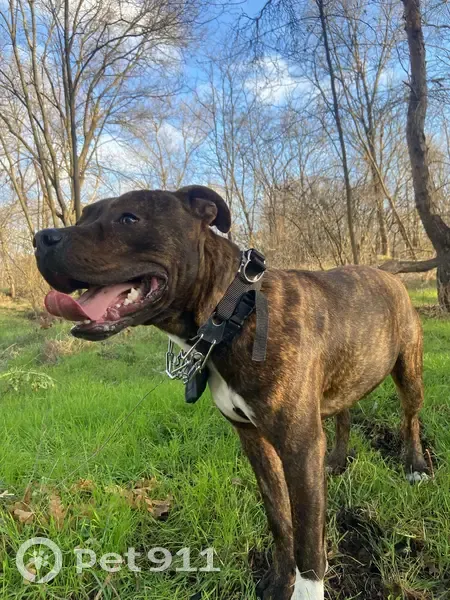 Пропала собака Джорж, Ленинградская 17 - photo