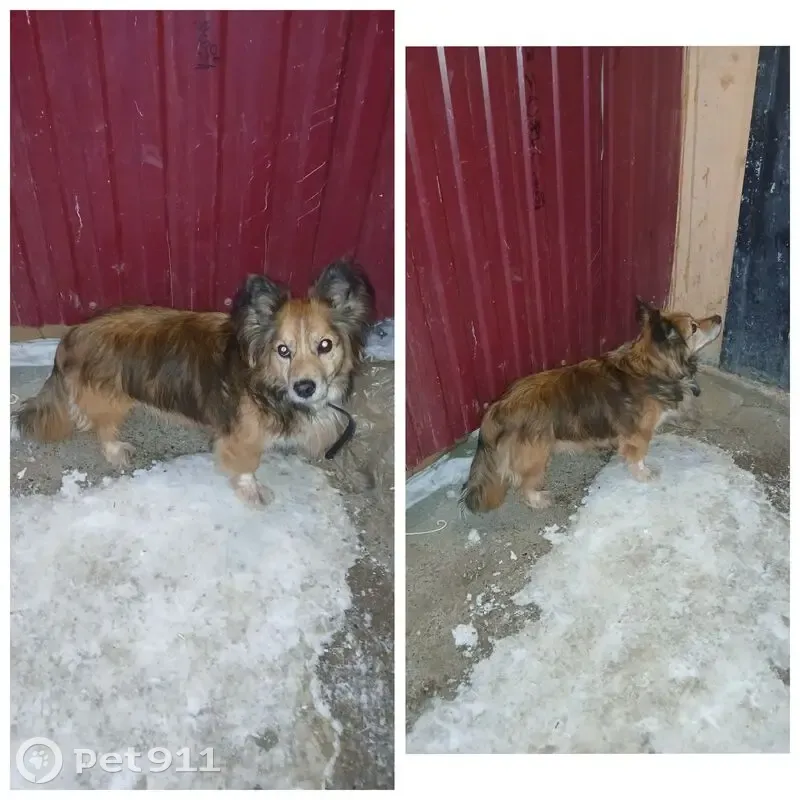 Найдена собака у Адмирала Ушакова 86/2 - photo