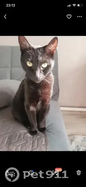 Пропала кошка, ул. Льва Толстого 24, Балезино - photo