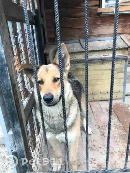 Пропала собака в Курлек, Томская область - photo