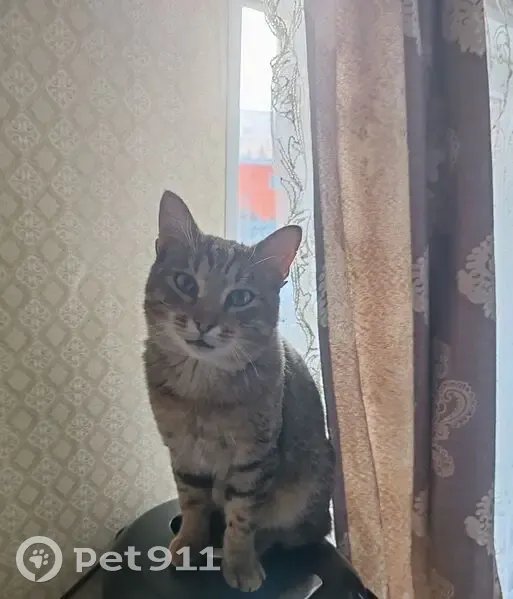 Пропала кошка, Техническая 67, Екатеринбург - photo