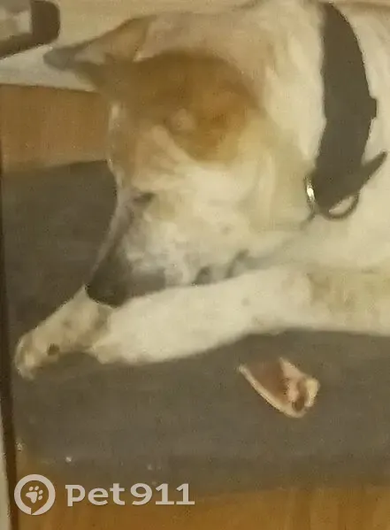 Пропала собака, ул. Титова, Екатеринбург - photo