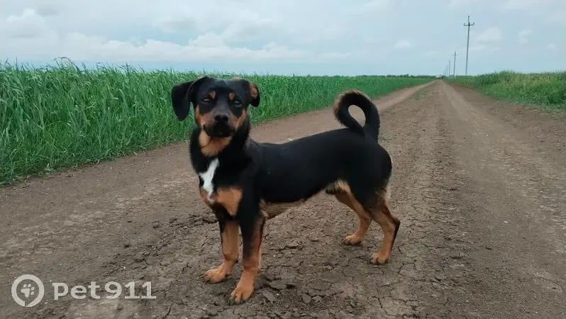 Пропала собака на Советской улице, Королёв - photo