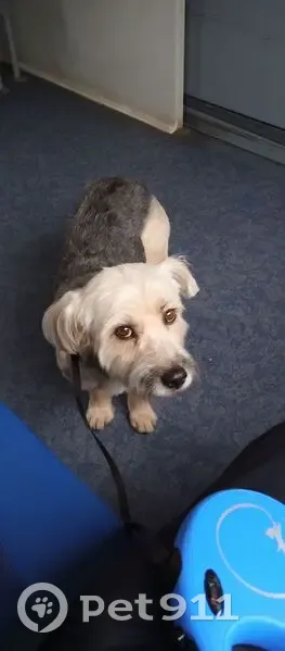 Пропала собака, Большой Садовый, 35 - photo