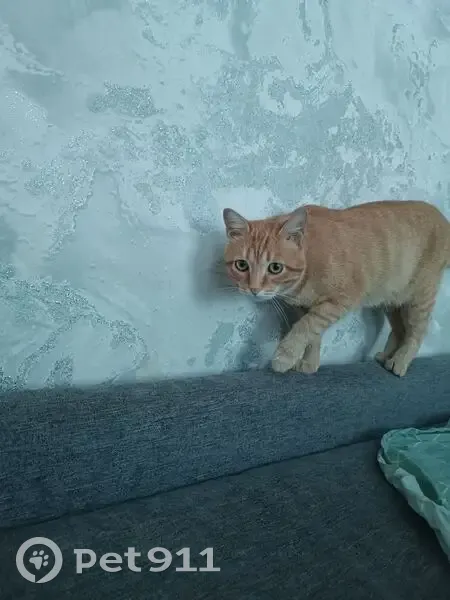 Пропала кошка, 3-я Путевая, Омск - photo