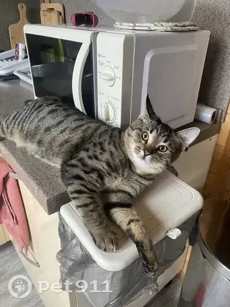 Пропала кошка, Владимирская 1, Осеченки - photo