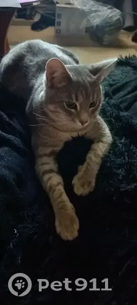 Пропал котик, Октябрьская ул. 165, Оренбург - photo