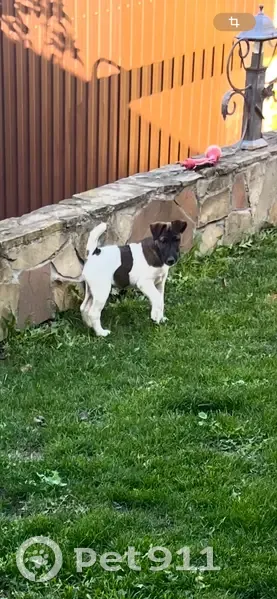 Пропал щенок фокстерьера, ул. Карла Маркса 14Б - photo