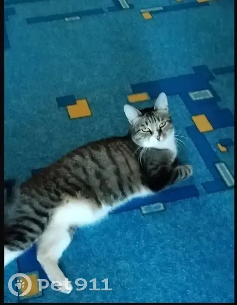 Пропала кошка, Выгонный пер. 6, Камышин - photo